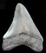 Fossil Megalodon Tooth - Serrated Blade #76546-2